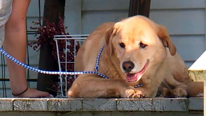 La historia de Cleo, la perra que recorrió mas de 91 kilómetros para encontrar su antiguo hogar