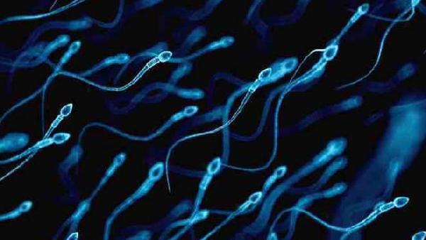 Ciencia : Fin de una creencia de 300 años: los espermatozoides humanos no nadan moviendo la cola