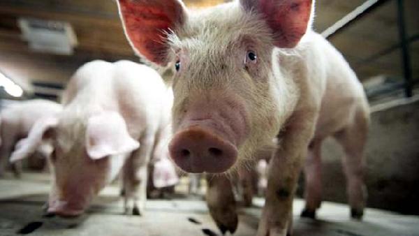Alerta en Brasil por una nueva gripe porcina que se transmite a los humanos y tiene capacidad de generar una pandemia
