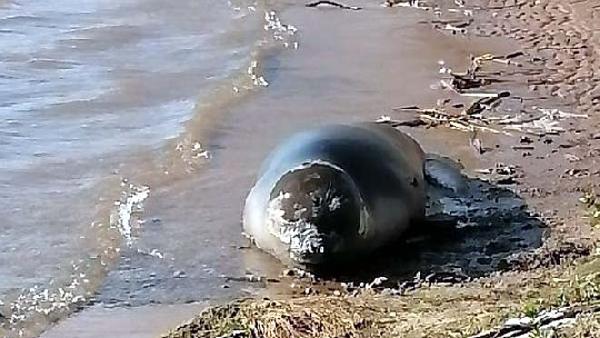 EXHORTACIÓN -Dirección de Medio Ambiente de la intendencia de Río Negro exhorto a no molestar al ejemplar de Mirounga que visita “Playa Santa Rosa”.